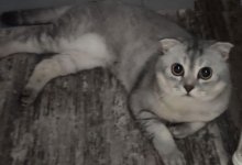 Спасателей вызвали из-за кошачьих игр в квартире в России