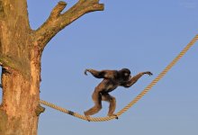 Жители деревни в Индии стали квадроберами