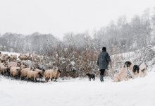 В Улытау нашли пропавшего пастуха