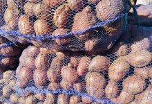 Казахстан ограничит вывоз картофеля