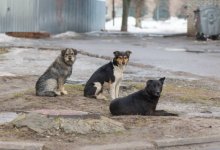 Массового истребления собак требуют жители села в Мангистауской области