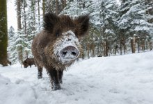 Стадо кабанов заметили под Астаной (ВИДЕО)