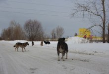 Как в Астане решают проблему бродячих животных