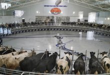 "Карусель" рекордов: Акмолинская область на пути к увеличению поставок молочной продукции в столицу до 50%