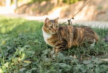 Кошек выгуливать на поводке: новые правила выгула питомцев подготовили в Астане