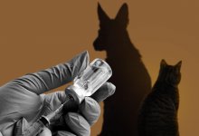 Госрасходы на бездомных животных в Казахстане выросли почти в три раза