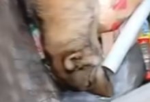 Тела собак нашли в мусорных баках ЗКО (ВИДЕО)