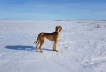 День казахских пород собак предложили отмечать в РК