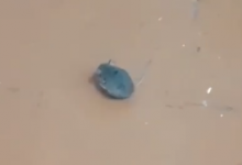 Упитанную мышь обнаружили в столовой школы в Жетысу