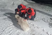 Застрявшего в снегу сайгака спасли в Карагандинской области (ВИДЕО)