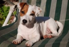 Собака из России, понимающая команды на казахском, восхитила Казнет