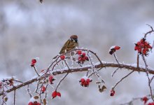Туман накроет Алматы