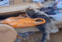 Бездомных собак массово убивают в Уральске