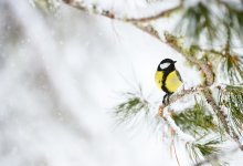 О погоде на 14 февраля рассказали синоптики