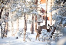 Олени попали в фотоловушку в Бурабае