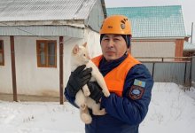 Спасатели забрались на забор, чтобы спасти кота в Актобе