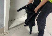 В аэропорту Алматы создадут зону для питомцев после частых побегов кошек