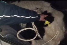 Рогатую пассажирку такси обнаружили полицейские в Кызылординской области