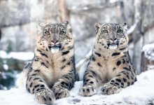 Снежные барсы попали в фотоловушку в нацпарке “Алтын-Эмель”