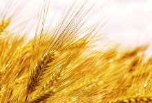 Производители масличных культур в Казахстане будут получать больше денег