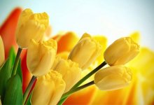 Как в Алматы отметят 8 Марта