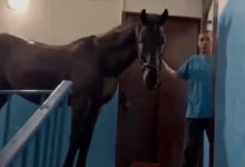 Пьяный мужчина затащил коня на пятый этаж жилого дома