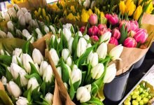 Девушки массово поедают подаренные на 8 Марта тюльпаны