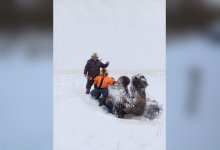 Необычные находки ждали полицейского на болоте в СКО