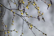 Снег с дождем и штормовой ветер прогнозируют в Казахстане