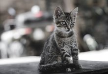 Московский блогер выбросил своего питомца из окна