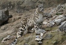 Снежный барс попал в фотоловушку в ущельях Иле-Алатау