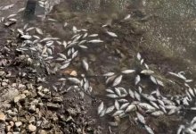 Мертвые рыбы в Ботаническом саду шокировали астанчан (ВИДЕО)