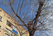 Альпинистское снаряжение использовали для спасения кошки в Петропавловске (ВИДЕО)