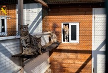 Крупных кошачьих контрабандистов выявили в Европе