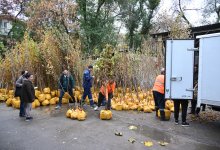 Бесплатные саженцы раздадут алматинцам