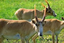 Огромное стадо сайгаков засняли в ЗКО (ВИДЕО)
