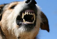 Бродячие псы напали на мальчика и еще двух человек в Щучинске