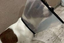 Собаку изнасиловали неизвестные в Московской области