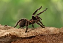 Первые жертвы укусов каракурта появились в Атырауской области