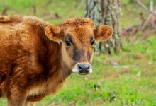 Теленка весом 200 кг спасли из колодца в Усть-Каменогорске