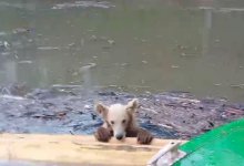 Тонущего медвежонка спас житель села
