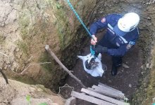 Спасатели укутали одеялом и спасли собаку в Туркестанской области (ВИДЕО)