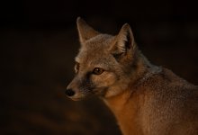 В центре Усть-Каменогорска заметили дикое животное (ВИДЕО)