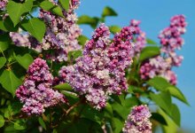 Какие сюрпризы приготовила погода в мегаполисах Казахстана