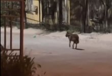 Дикий хищник забрел в жилой микрорайон в Актау