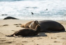 Около 90 туш краснокнижных тюленей нашли в Мангистау