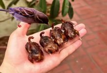 Воробьи стали деликатесом в Узбекистане