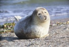 Тюлень разыграл жителя Мангистауской области (ВИДЕО)