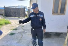 Змеи атаковали дома жителей Шымкента (ВИДЕО)