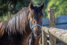 Завод по выпуску сухого кобыльего молока появится в СКО